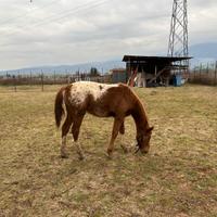 Puledro appaloosa