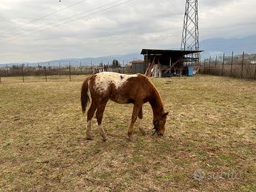 Puledro appaloosa