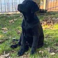 Cuccioli Labrador