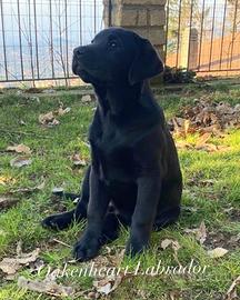 Cuccioli Labrador