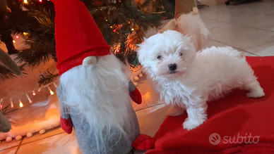 Cucciolo maltese