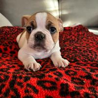 Bulldog francese