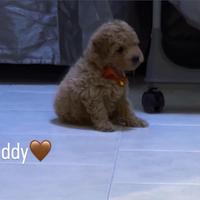 Barboncino nano albicocca 800 trattabile