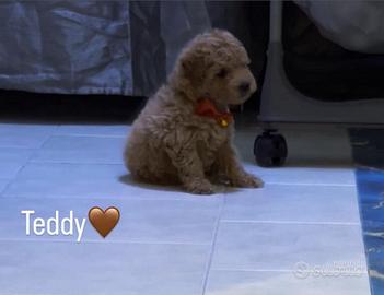 Barboncino nano albicocca 800 trattabile