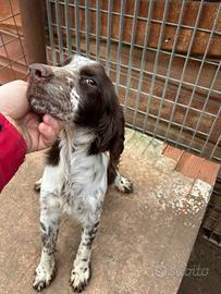 Springer spaniel femmina