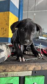 Cane Corso