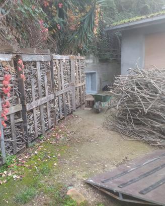 bancali potature legna di ulivo.