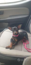 Pinscher toy nano per monta