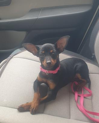 Pinscher toy nano per monta