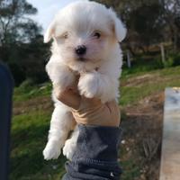 Cuccioli di Coton de Tuléar con Pedigree