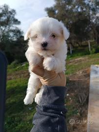 Cuccioli di Coton de Tuléar con Pedigree