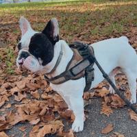 Bulldog francese per monta