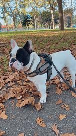 Bulldog francese per monta