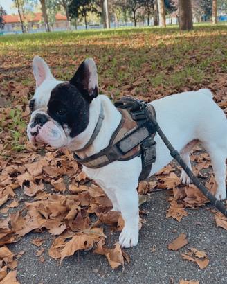 Bulldog francese per monta