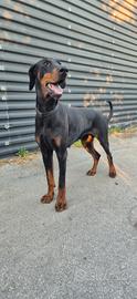 Doberman per monta