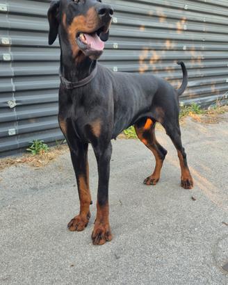Doberman per monta