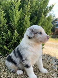 Pastore australiano cuccioli