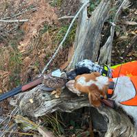 Setter inglese per monta