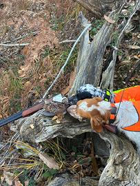 Setter inglese per monta