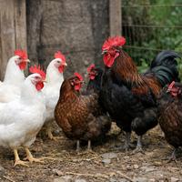 Polli livornesi e marans
