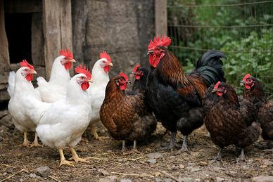 Polli livornesi e marans