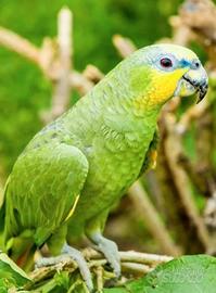Pappagallo amazzone guancia gialla