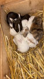 Coniglio testa di leone