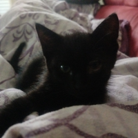 Cuccioli di gatto