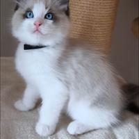 Cuccioli gatto Ragdoll