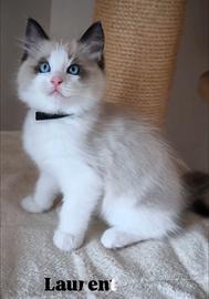 Cuccioli gatto Ragdoll