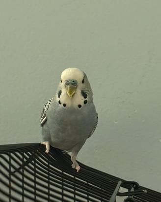 Cocorita