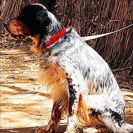 X accoppiamento setter tricolore cacciatore