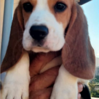 Cucciola di Beagle