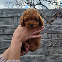 Barboncino toy e mini