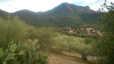 Terreno agricolo località Marreri Nuoro