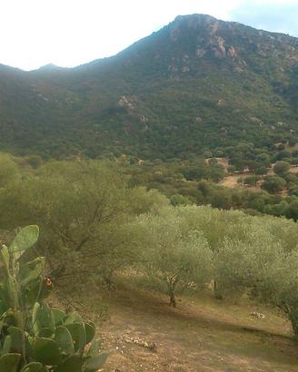 Terreno agricolo località Marreri Nuoro