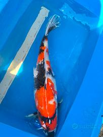 Carpe koi