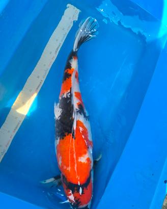 Carpe koi
