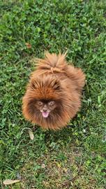 Volpino della pomerania