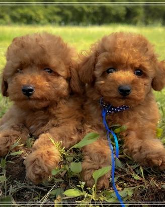 Maschietto e femmina barboncino toy rossi