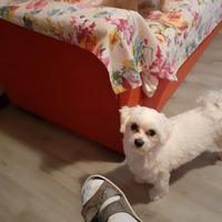 Maltesina di 4 anni so amanti animali