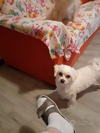 Maltesina di 4 anni so amanti animali