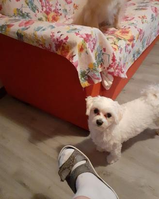 Maltesina di 4 anni so amanti animali