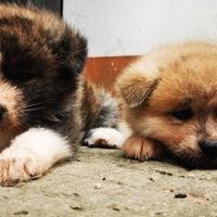 Cuccioli Akita Inu