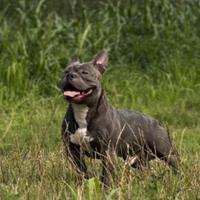 American Bully Pocket blue per monta