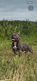 American Bully Pocket blue per monta