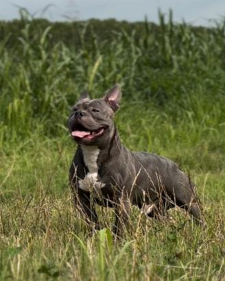 American Bully Pocket blue per monta