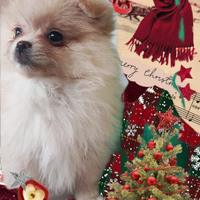 Femmina Spitz di Pomerania