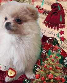 Femmina Spitz di Pomerania