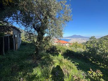 TER. AGRICOLO A PIMONTE